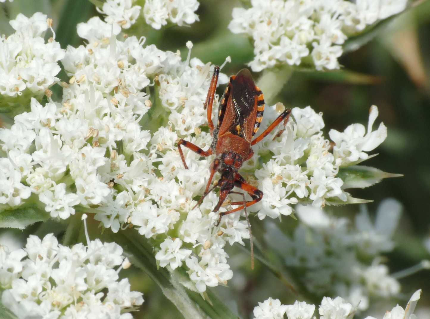 Rhinocoris che succhia il nettare?